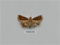 藏品(夜蛾325)的圖片